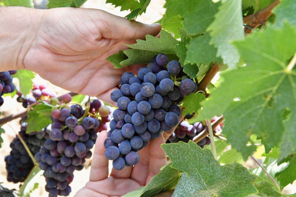 Nothing to toast as Italy loses wine-making leadership to France