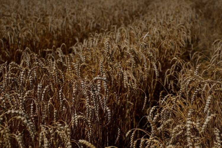 Ukraine grain export coordination centre opens in Istanbul