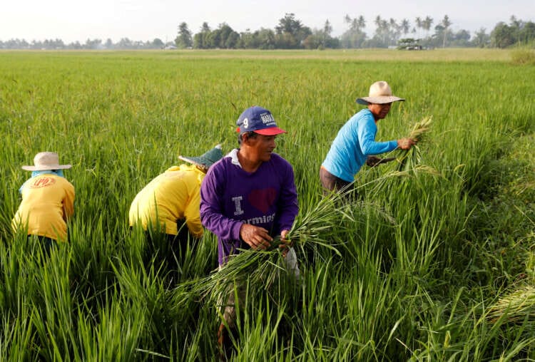 Bayer to introduce its direct-seeded rice system in the Philippines