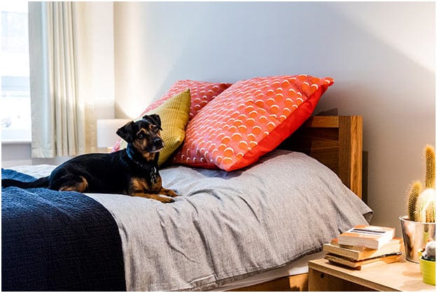Pet-friendly homes with no fees, 3-year tenancies & on-site concierge shaping the future of rental sector in London