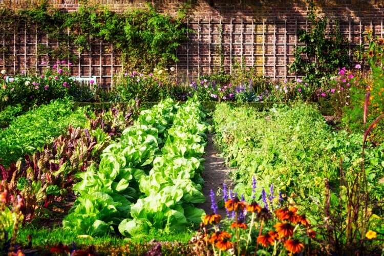 How to Create an Edible Landscape Your Neighbors Will Love