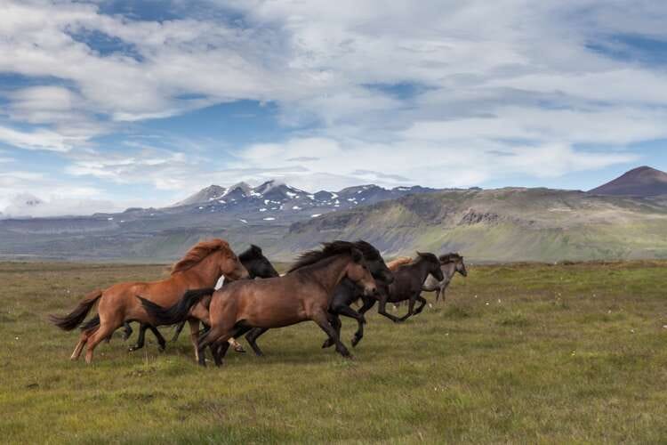 Reining in the Wild Horse: Governing an idea