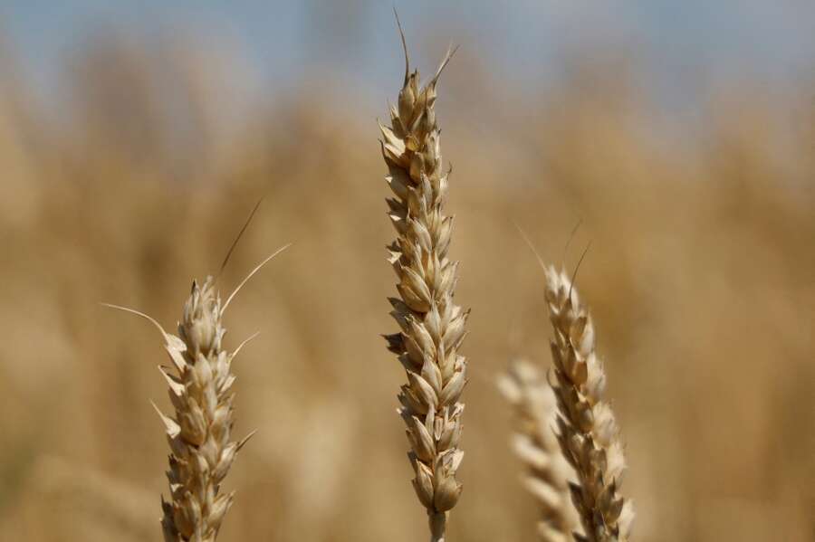Traders cut Ukraine 2022 combined grain and oilseeds crop forecast
