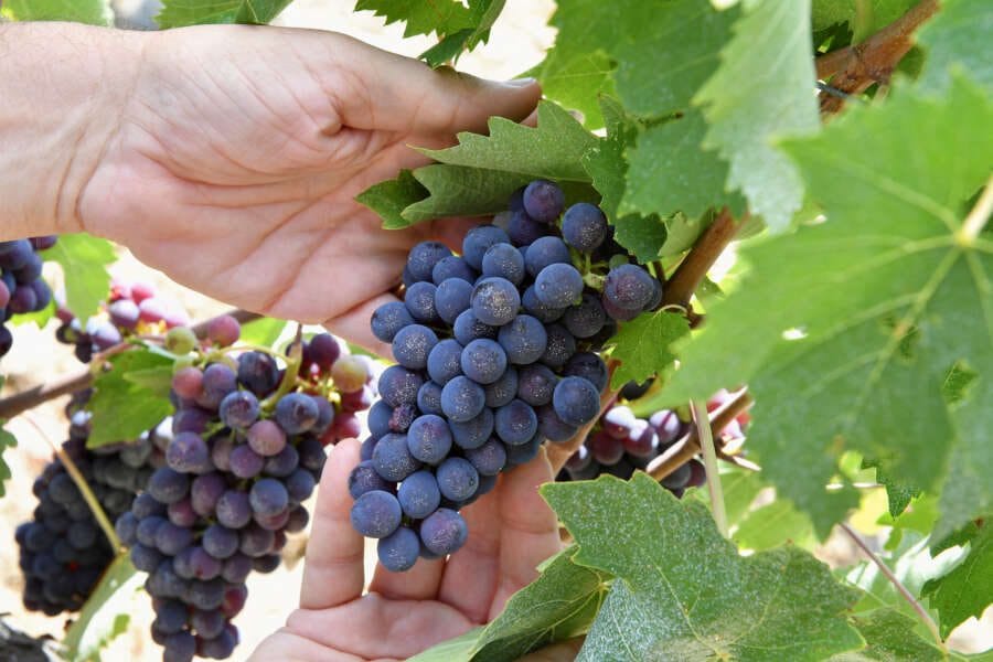 Nothing to toast as Italy loses wine-making leadership to France