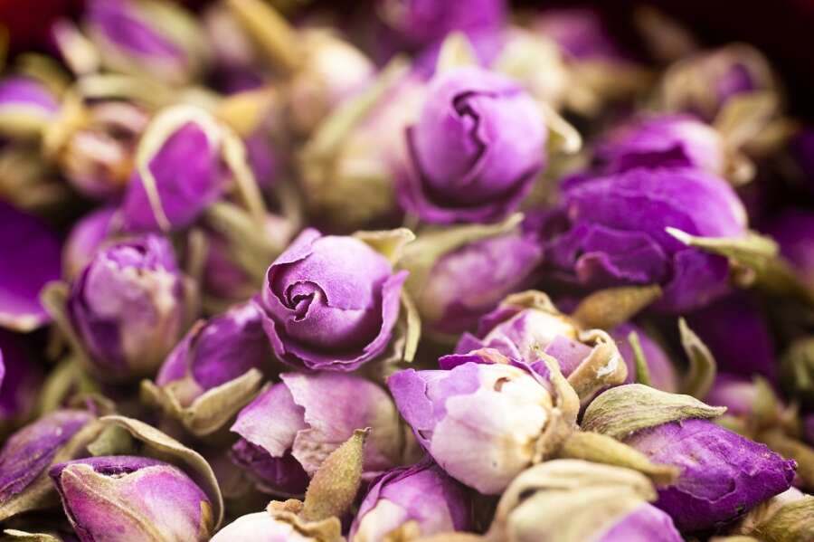 Are you ready to join the Little Ant colony?