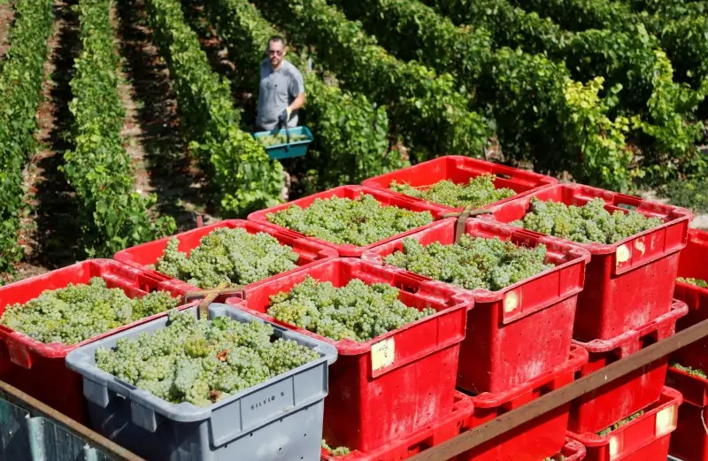 French 2024 wine production seen falling after wet weather