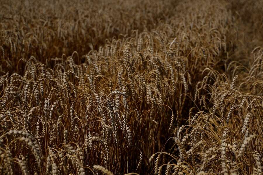 Ukraine grain export coordination centre opens in Istanbul