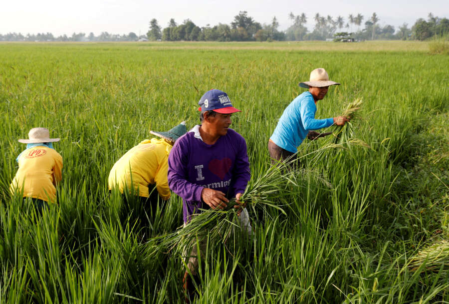 Bayer to introduce its direct-seeded rice system in the Philippines