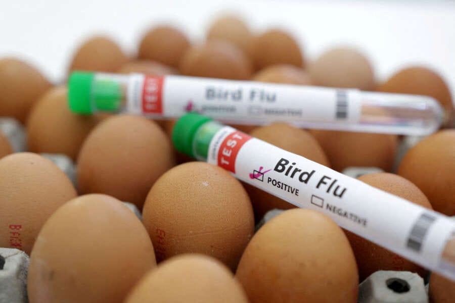 Poland, EU’s biggest poultry producer, reports bird flu outbreak