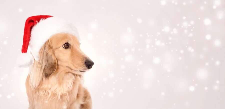 Countdown to Christmas with your four-legged friend and the Pooch & Mutt Advent Calendar for dogs