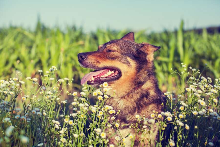 NEW: Low Fat Food for Dogs with Gastrointestinal Issues