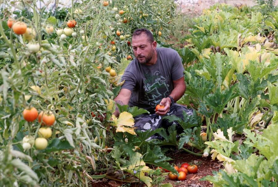 Back to the land: Lebanese family turns to farming to survive crises
