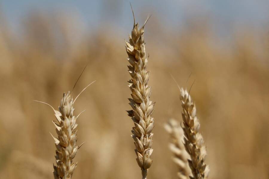 Traders cut Ukraine 2022 combined grain and oilseeds crop forecast