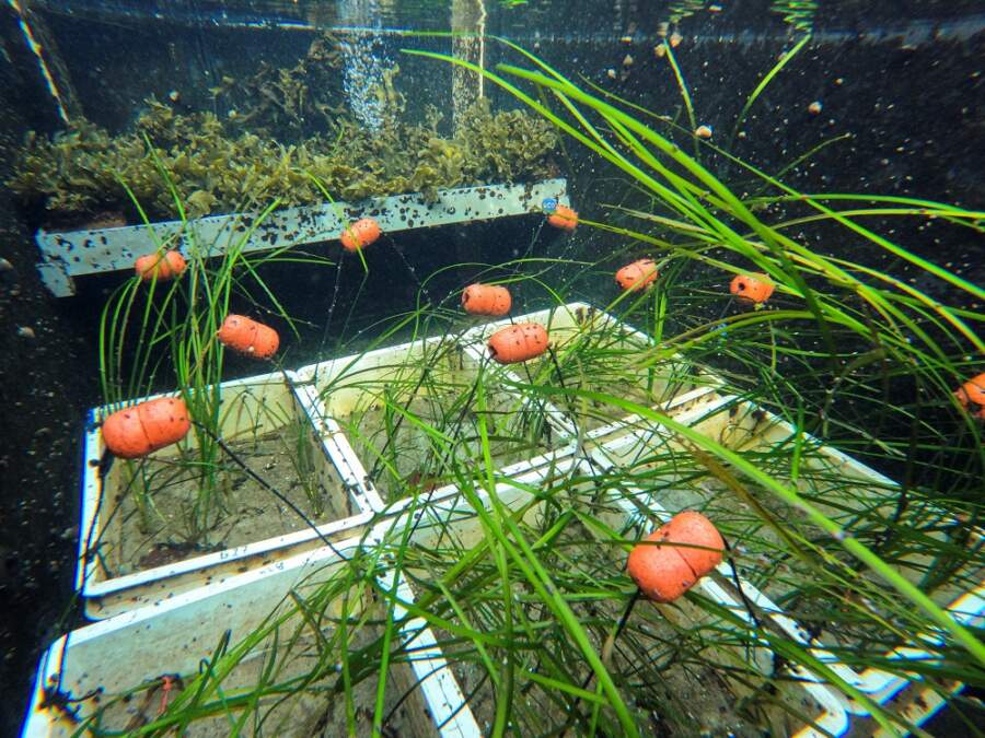 Scientists in Germany turn up heat on seagrass in climate change fight