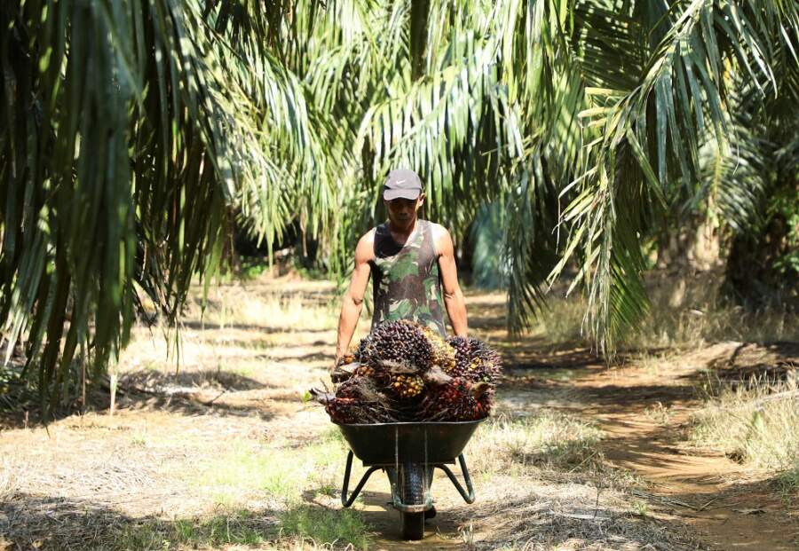 Explainer-Why Malaysia is considering a ban on palm oil exports to the European Union