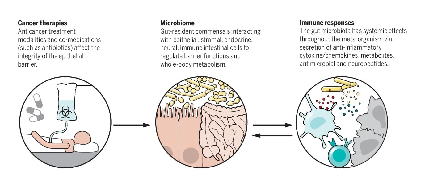 Commensals and Cancer Therapy
