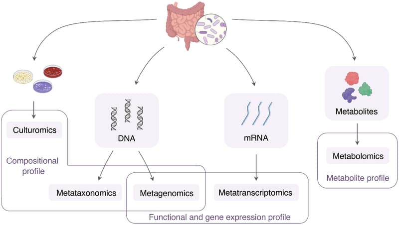 Methodological approaches to the study of the human gut microbiome.
