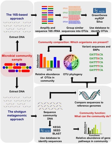 The microbiome role in human health and diseases