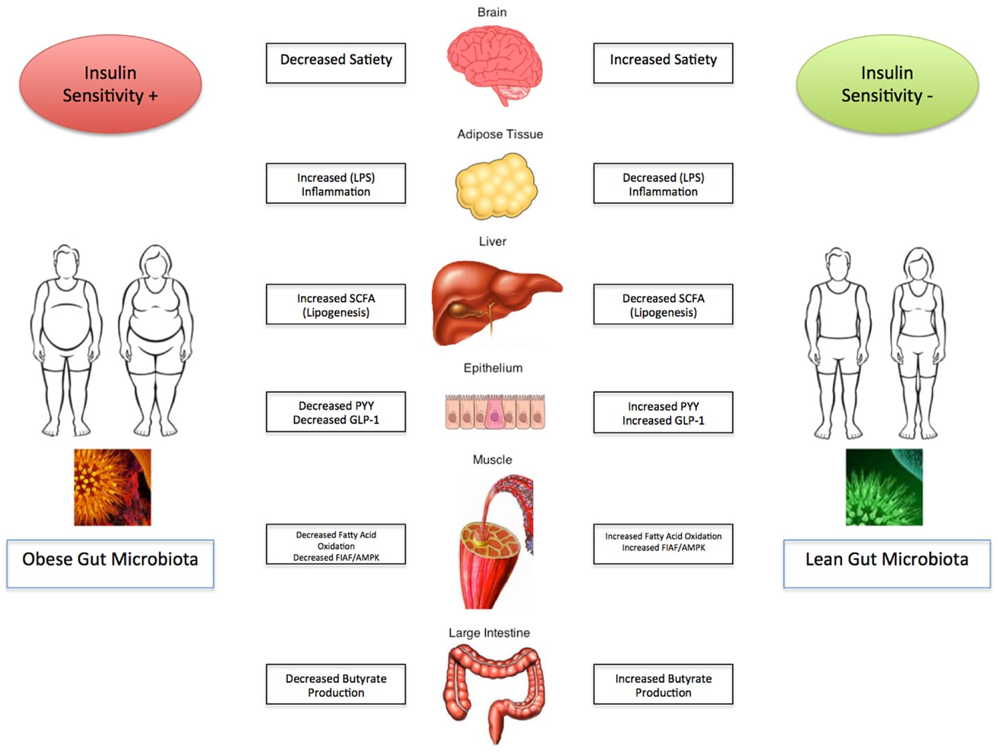 Weight loss for a better health through gut microbiota analysis