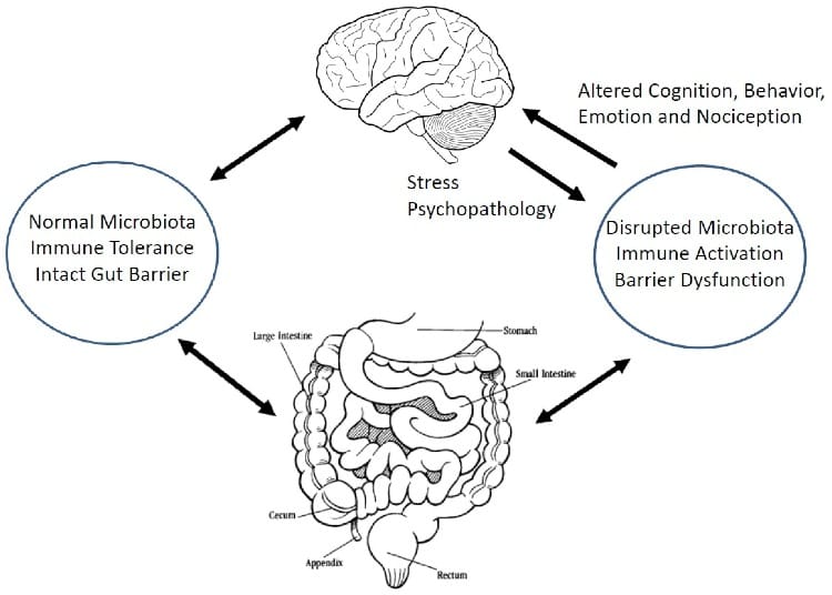 The Gut Microbiome Influence the Function of Brain and Behaviors in Humans
