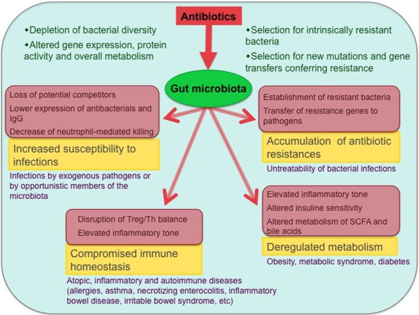 Antibiotics influence on the gut microbiome functions