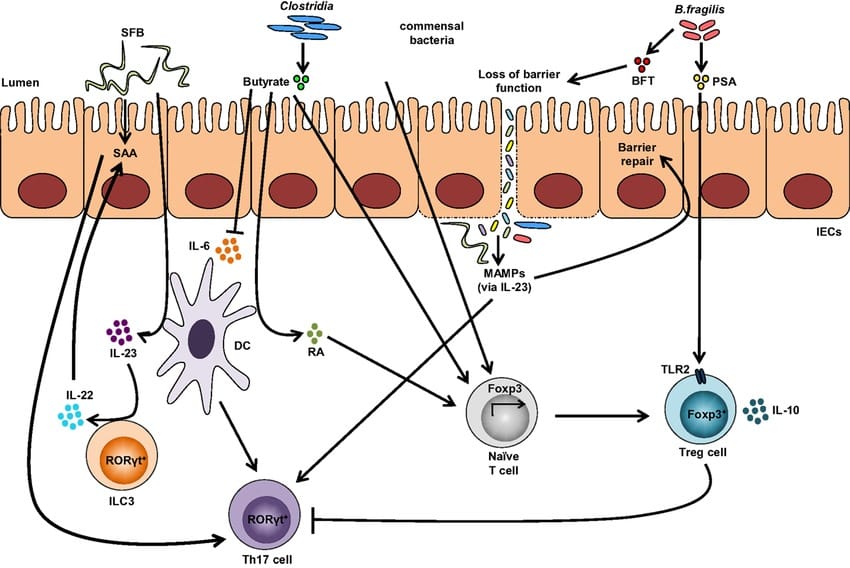 The gut microbiome promotes immune homeostasis