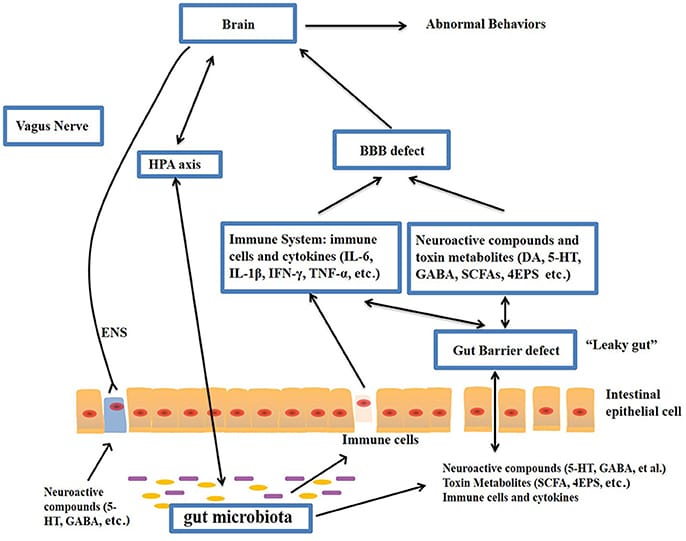 The Gut Microbiome Alterations is related to Autism Spectrum Disorders