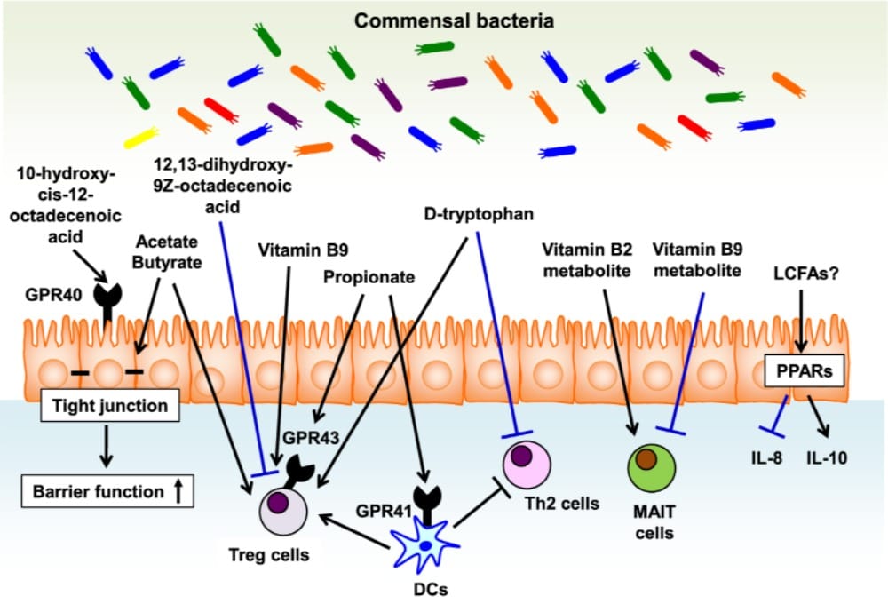 Studies Suggest the Relationship Between the Gut Microbiome and Allergic Diseases