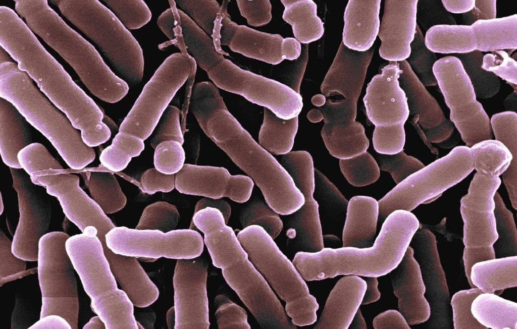 The MicroByte Series: Bifidobacterium longum: A Lifelong Friend