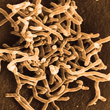 The MicrobyteSeries : Bifidobacterium breve – A Tiny Bacterium with Mighty Benefits