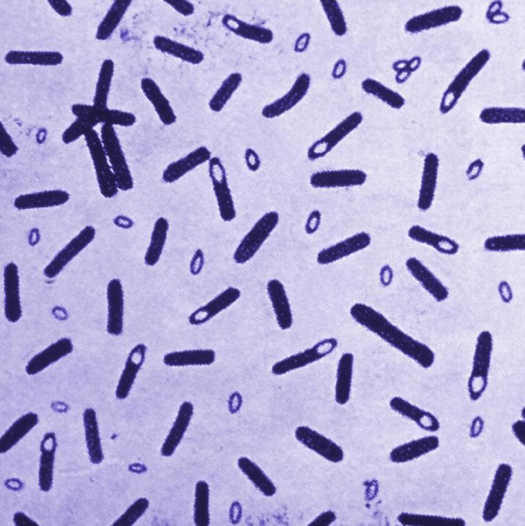 The MicroByte Pathogen Series : Clostridum botulinum- Botulinum Paradox
