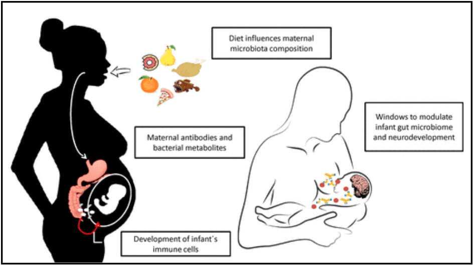 Gut Microbiome in Maternal Health: An In-depth Exploration