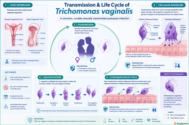 Transmission and Life cycle of Trichomonas vaginalis
