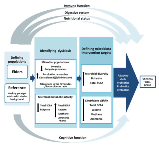 Gut Microbiome and Healthy Aging