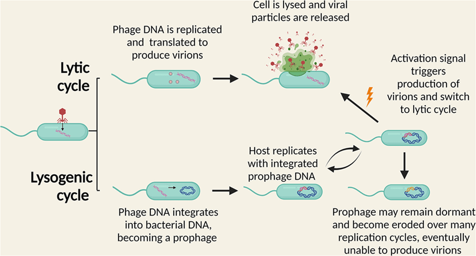 Virome : The Hidden World - Part II