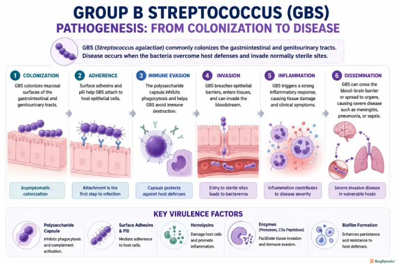The Pathobyte Series: Streptococcus agalactiae-From Maternal Carriage to Invasive Disease