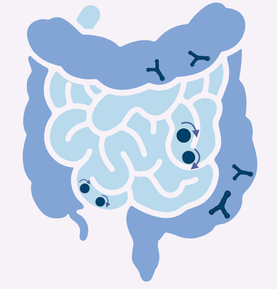 Transition of Bifidobacterium adolescentis from a spherical shape in the high pH of the small intestine to a Y-shape in the acidic colon to aid movement and anchoring.