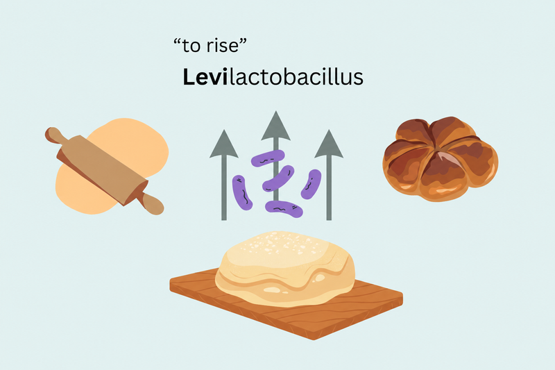 Levilactobacillus- To Rise