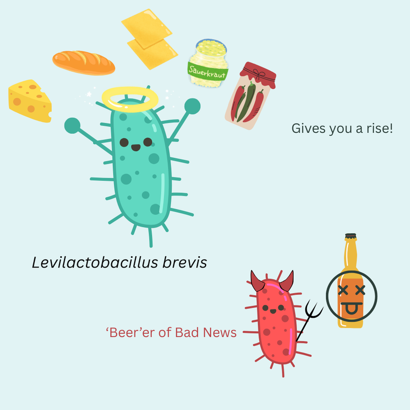 Applications of Levilactobacillus brevis
