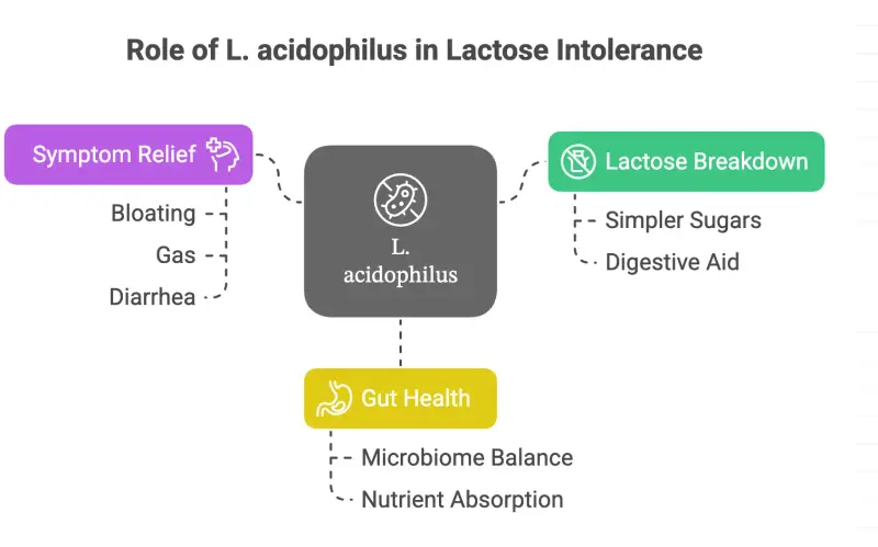 Role of Lactobacillus Acidophilus
