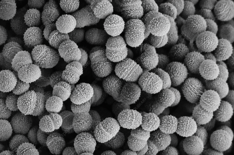 Streptococcus salivarius