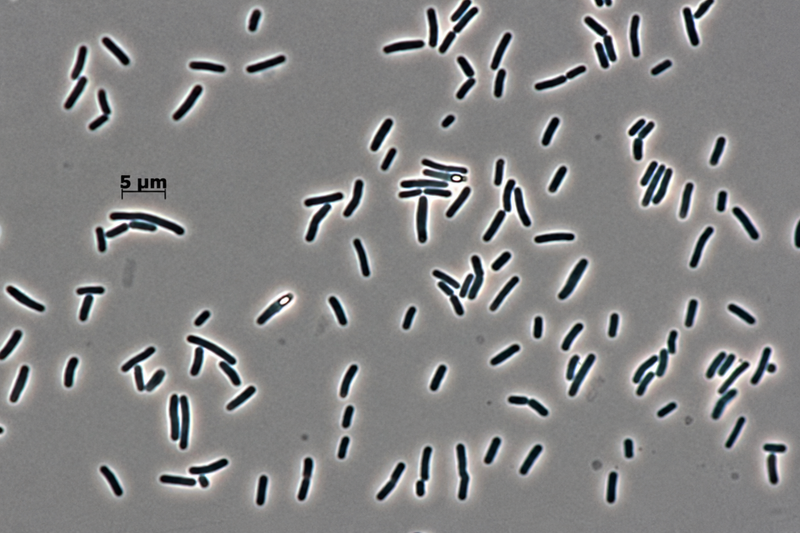 Heyndrickxia coagulans