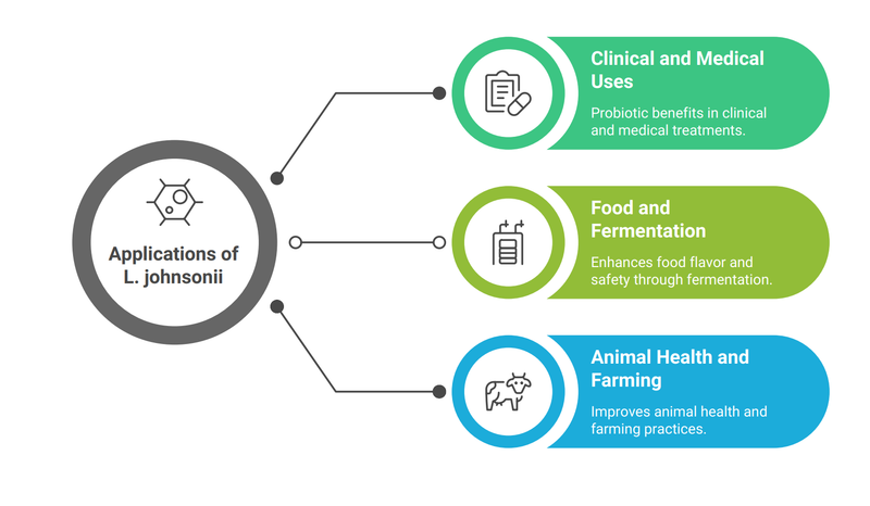 Applications of L.johnsonii