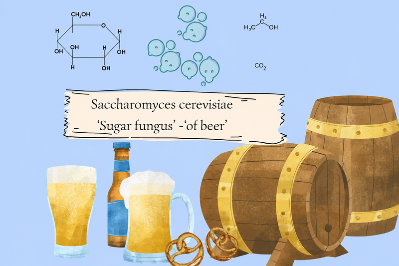 Saccharomyces cerevisiae