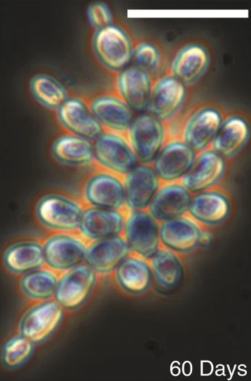 Snowflake Yeast