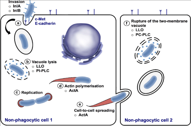 Transmission of Listeria monocytogenes