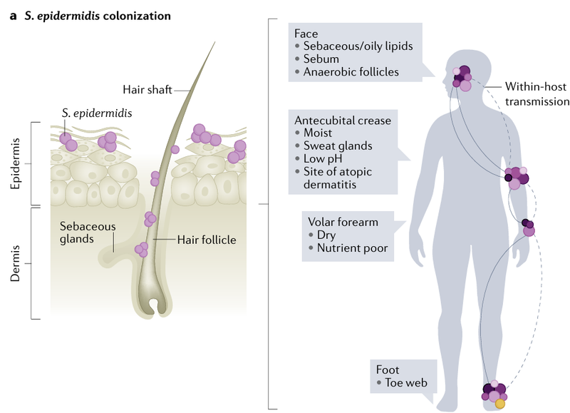 Natural Habitats of Staphylococcus epidermidis