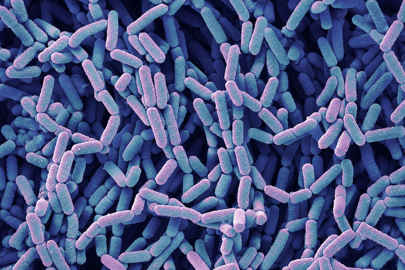 Lacticaseibacillus rhamnosus: The gut’s best friend