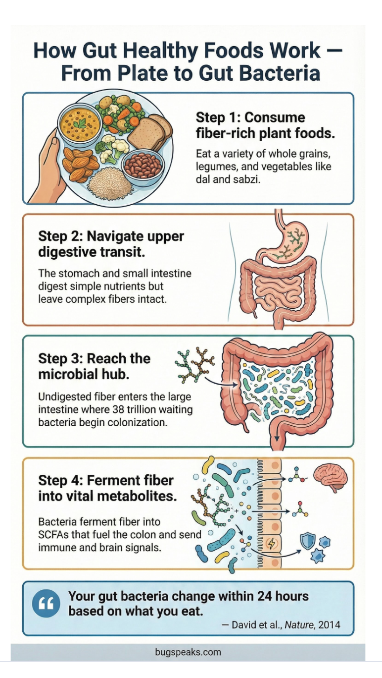 How Gut Healthy Foods Work- From Plate to Gut