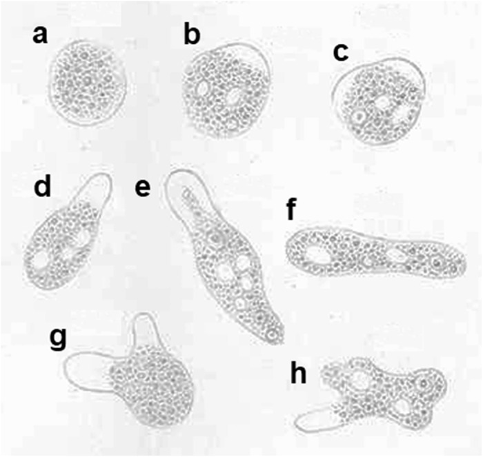 The MicroByte- Pathogen Series: Entamoeba histolytica-An ancient parasite